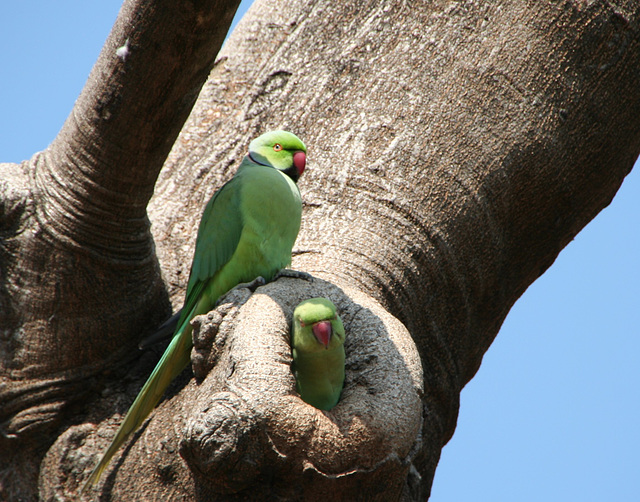 Rose-Ringed Parakeets