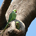 Rose-Ringed Parakeets