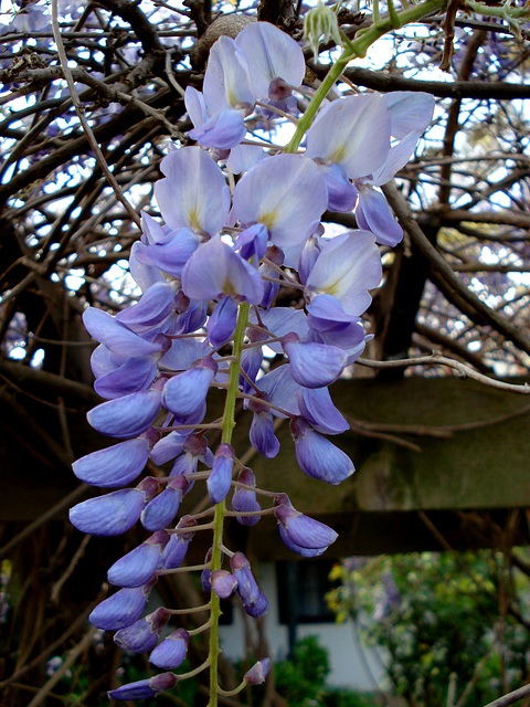 Glyzinie / wisteria