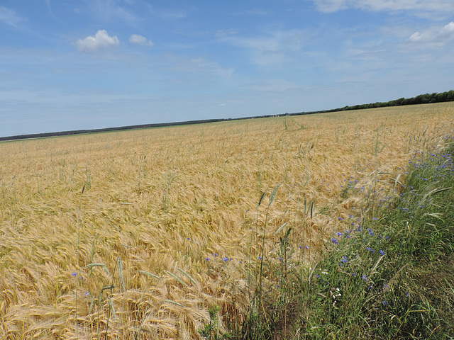 Feld bei Niebendorf