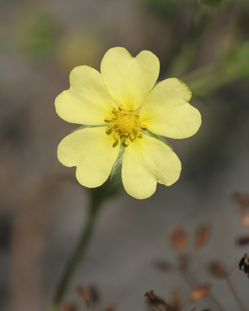 potentille dressé/sulphur cinquefoil