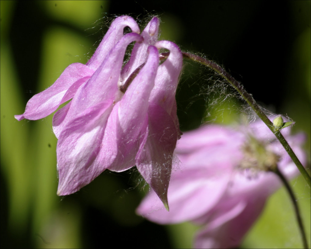 Columbine 03