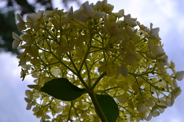 Hortensie...