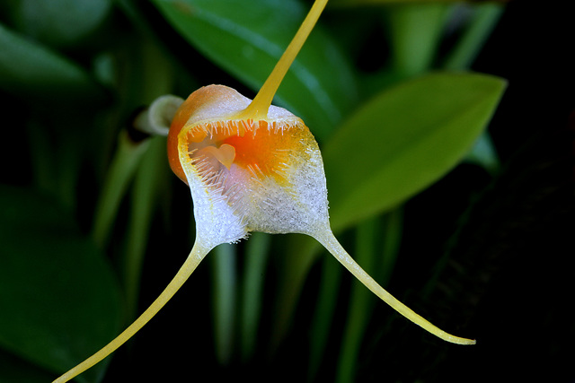 Masdevallia sotoana