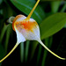 Masdevallia sotoana