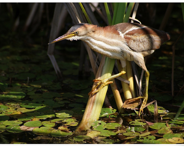 petit blongios/least bittern