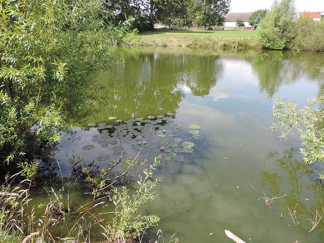 Dorfteich in Hohenseefeld