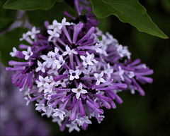 Lilac 01