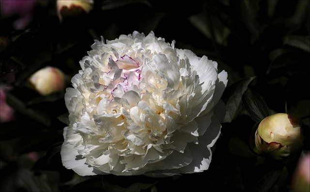 Peony 38