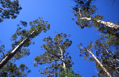 Tall Eucalyptus grove