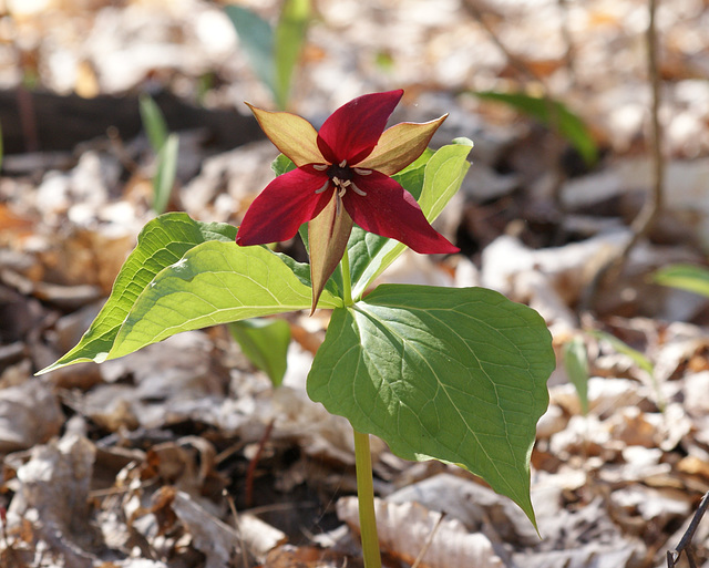 trille rouge/red trillium