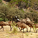 Emu dad and juveniles