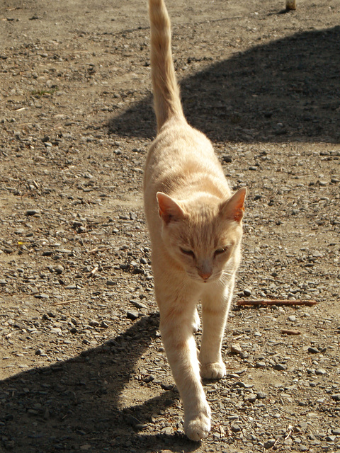 Liebelts' house tiger