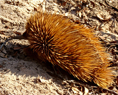 Kangaroo Island echidna_3