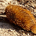 Kangaroo Island echidna_3