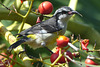 Bahamas Bananaquit - 1 February 2014