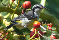 Bahamas Bananaquit - 1 February 2014