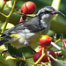 Bahamas Bananaquit - 1 February 2014