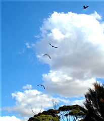 Glossy Black-Cockatoos taking off
