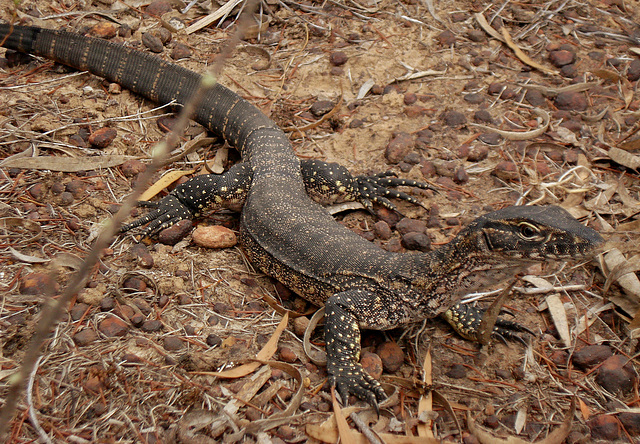 juvenile Heath Goanna (Varanus rosenbergi)_2