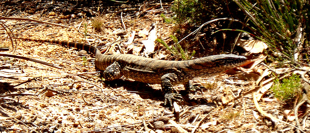 adult heath goanna_3