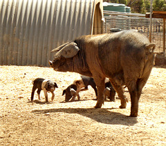 Wessex Saddleback pig