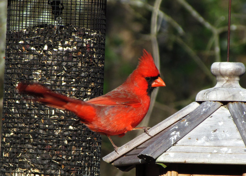 Cardinal