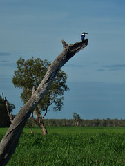 Little Kingfisher (Alcedo pusilla)_4