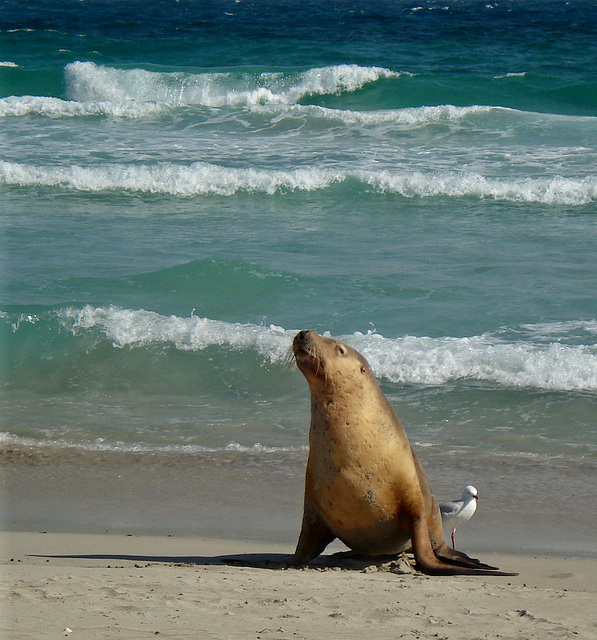 bloody nuisance having to move when the tide's coming in, I tell ya!