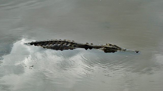 Saltwater crocodile (Crocodylus porosus)_4