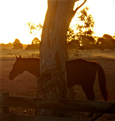 Horse against sunset, Naracoorte_2