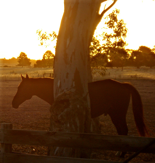 Horse against sunset, Naracoorte_2