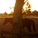 Horse against sunset, Naracoorte_2