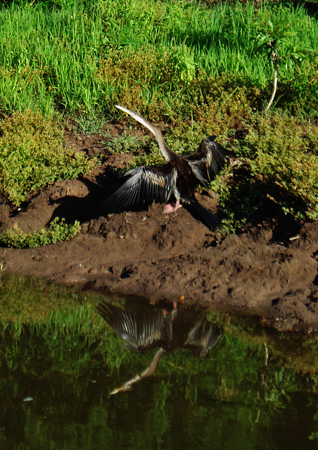 Anhinga novaehollandiae) _1