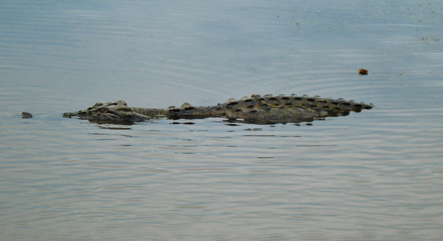 Saltwater crocodile (Crocodylus porosus)_2