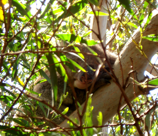 peek-a-boo koala