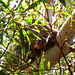 peek-a-boo koala