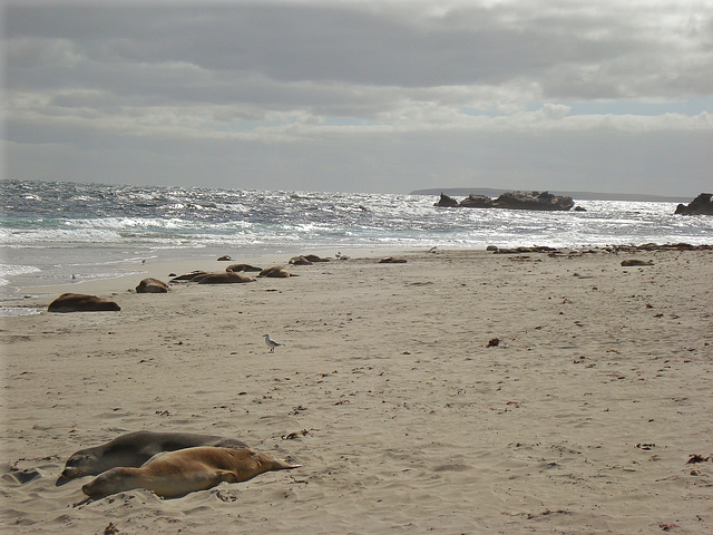 Seal Bay lazy afternoon