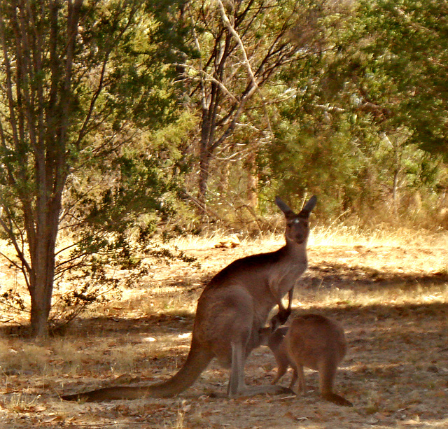 Western Grey Kangaroo_1