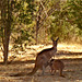 Western Grey Kangaroo_1