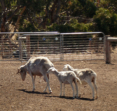 South African Fat-tailed sheep