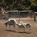 South African Fat-tailed sheep