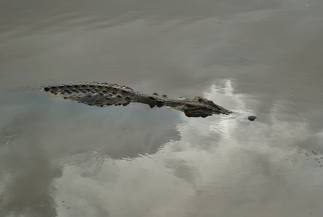 Saltwater crocodile (Crocodylus porosus)_6