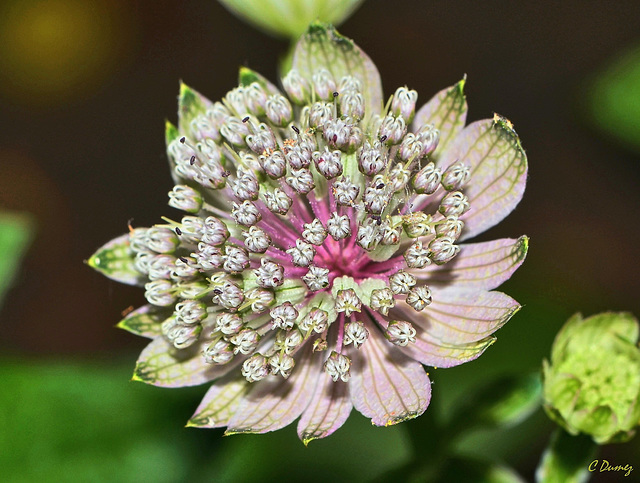 Astrantia major