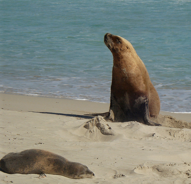 I'm the king of my sandcastle!