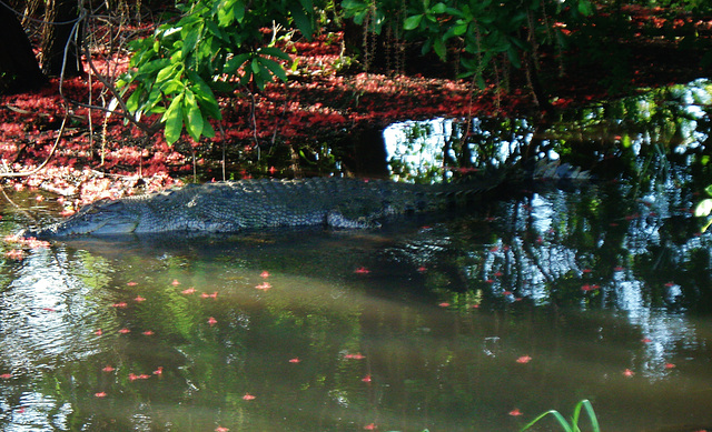 Saltwater crocodile (Crocodylus porosus)_13