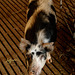 Kangaroo Island Feral pig, mixed with domestic pig, boar