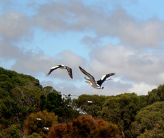 Pelicans taking off