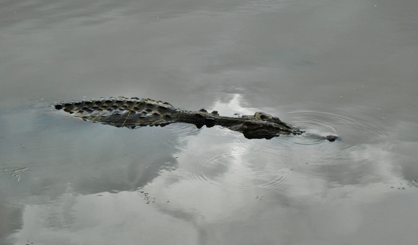 Saltwater crocodile (Crocodylus porosus)_5