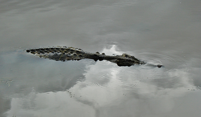 Saltwater crocodile (Crocodylus porosus)_5